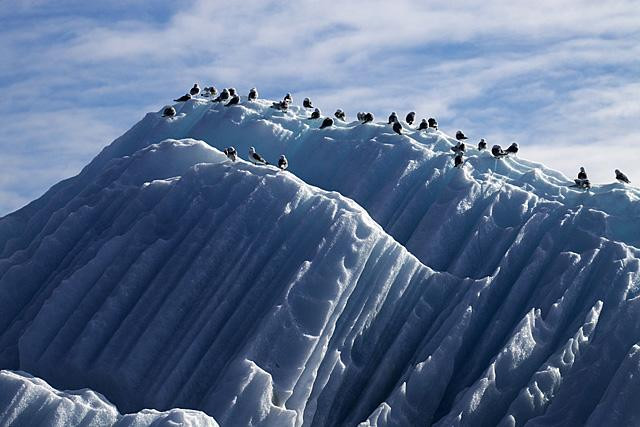 Galeria Wystawa polarnej fotografii przyrodniczej "Ptaki Spitsbergenu", obrazek 20