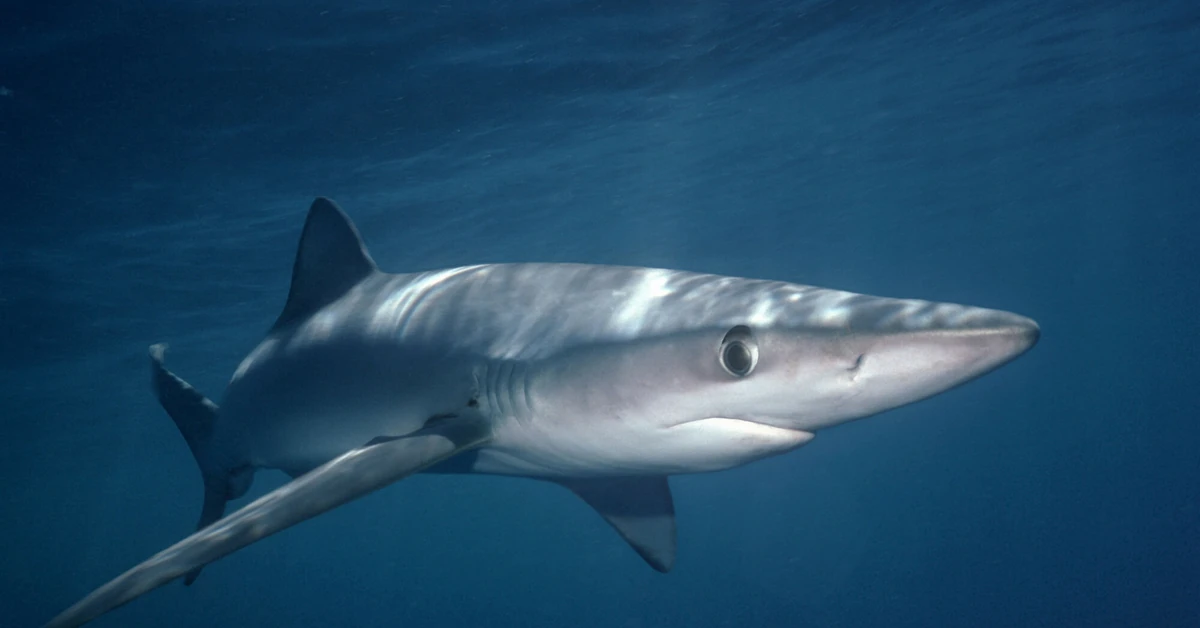Żarłacz błękitny w pobliżu turystycznego raju. Zamknięto popularną plażę