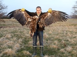 Coraz więcej otrutych bielików