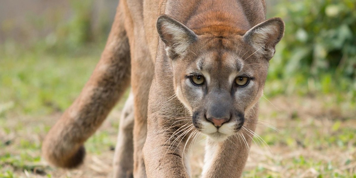 Puma grasuje pod Pszczyną? Wydano ostrzeżenie