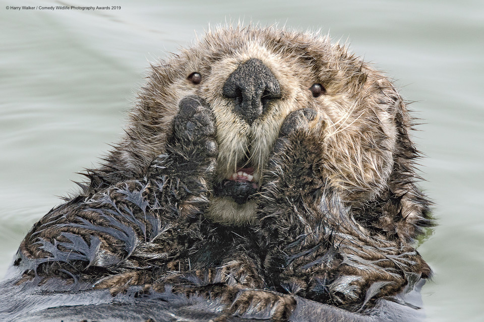 Finaliści Comedy Wildlife Photo Awards 2019