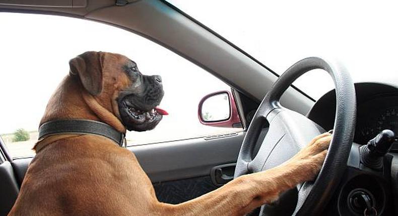 Stock photo: Dog on steering wheel