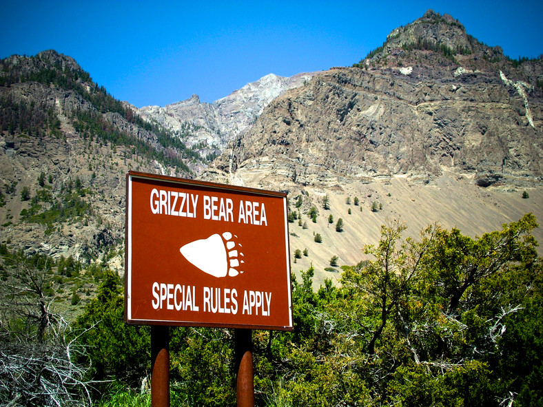 Ostrzeżenie przed niedźwiedziami w Yellowstone