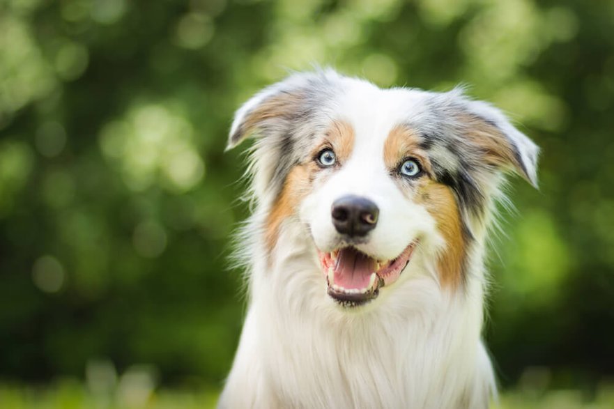 Border Collie © Shutterstock