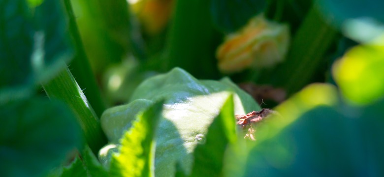 To zapomniane warzywo działa lepiej niż cukinia. Rewelacyjnie podkręca metabolizm