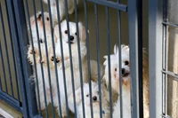 Ćwiklak: Warto przeczytać uzasadnienie weta Nawrockiego. To wyższy poziom emocjonalnej manipulacji