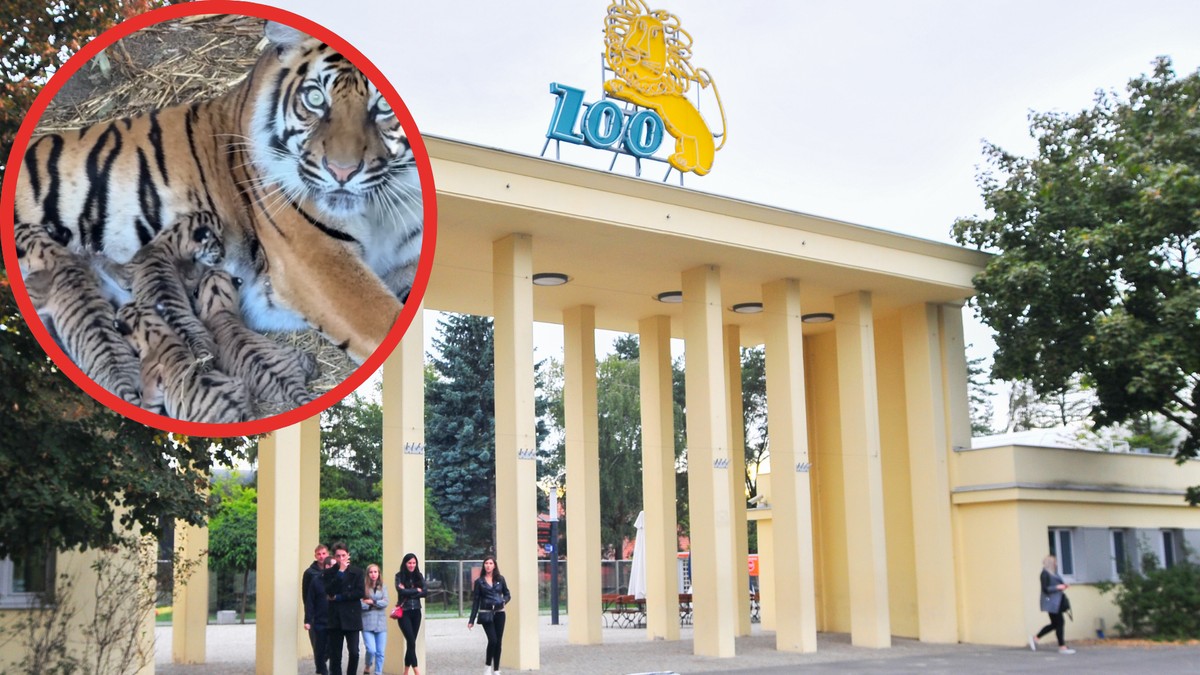W ZOO we Wrocławiu urodziły się  tygrysy sumatrzańskie