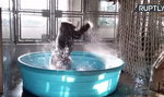 Goryl tańczący w kąpieli podbija internet!