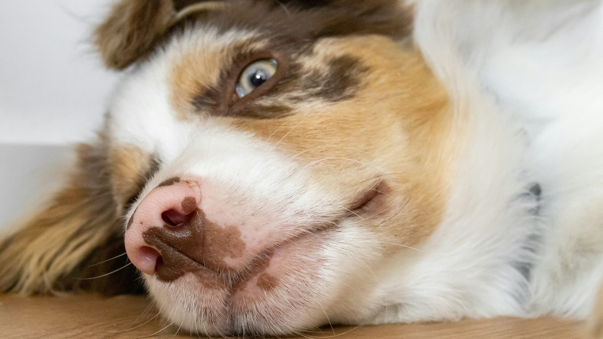 Ako zistíte, že je pes v strese?