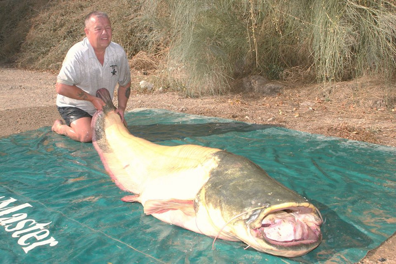 Bernie Campbell z 93 kg sumem-albinosem z Ebro