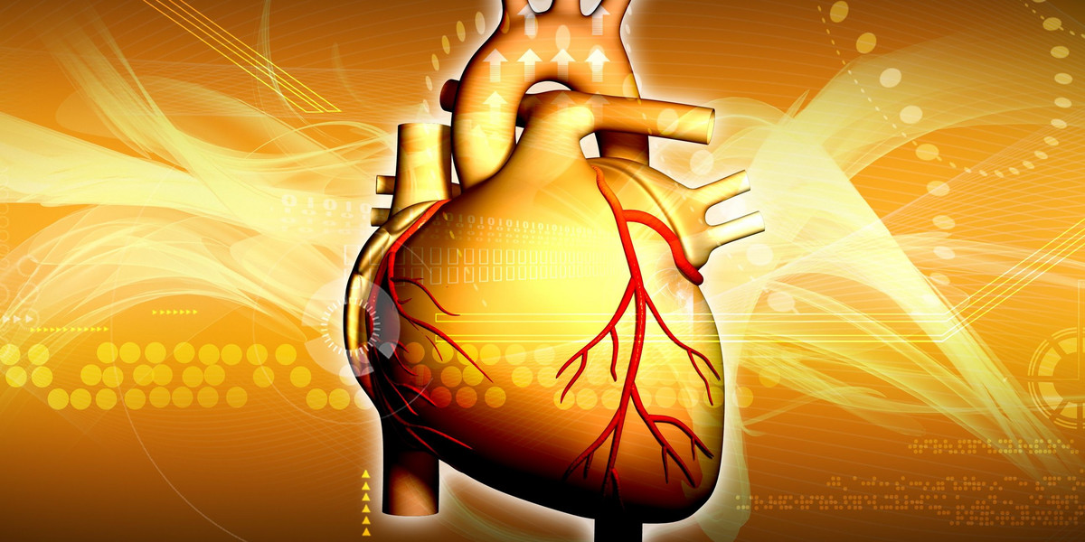 Serce to jeden z najważniejszych ludzkich narządów