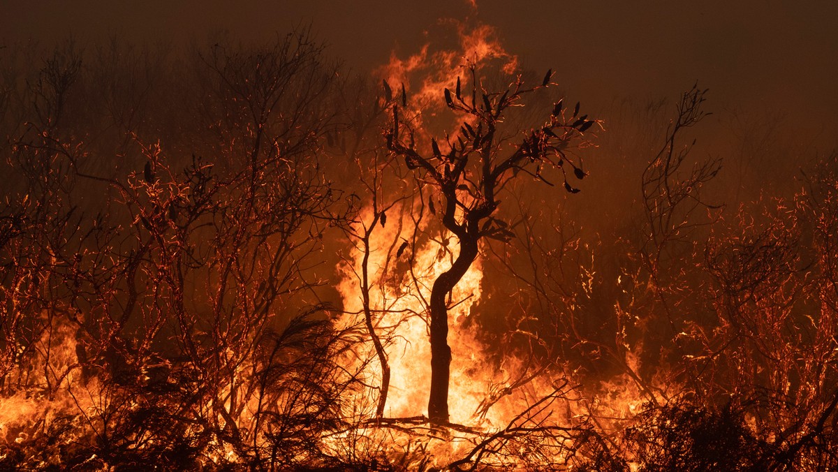 Coraz bardziej niszczące pożary w Australii to jedne z efektów zmian klimatu