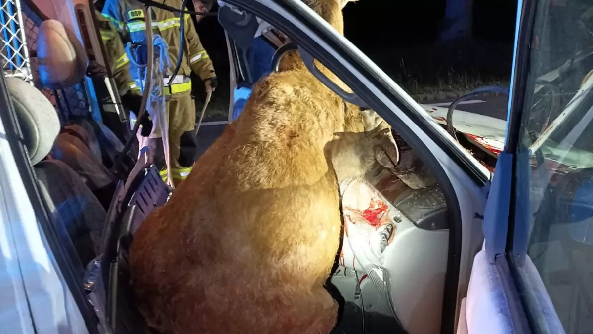 Po zderzeniu jeleń utknął w samochodzie na miejscu dla pasażera