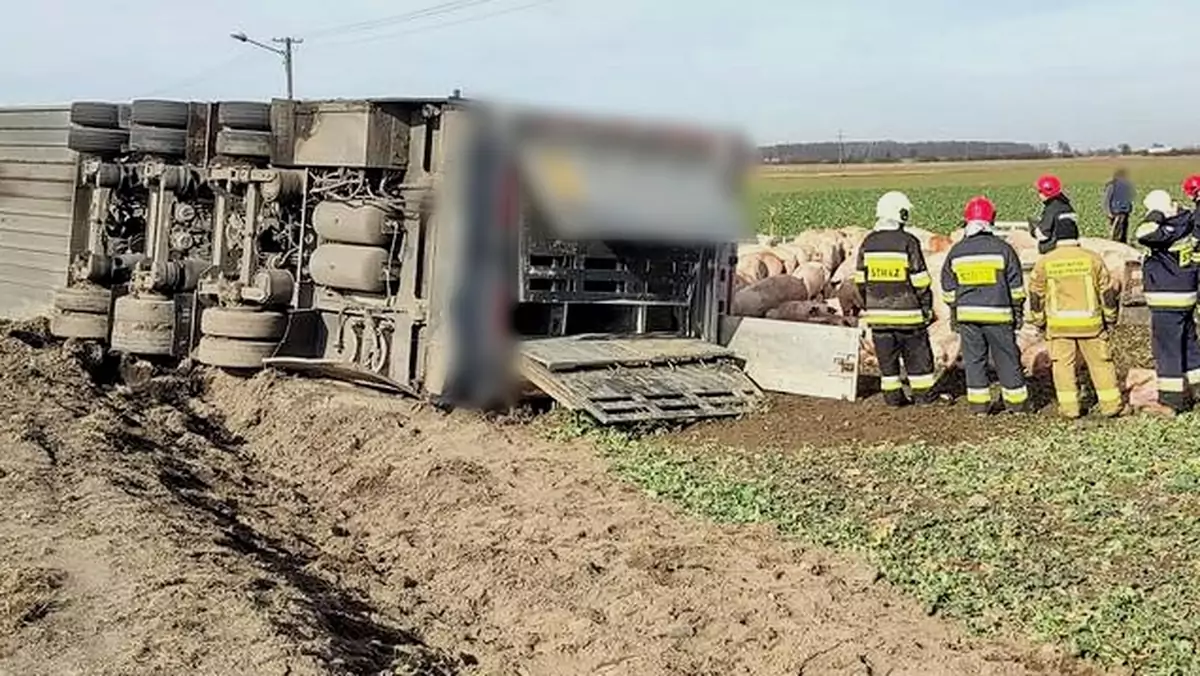 Ciężarówka z trzodą chlewną wypadła z drogi