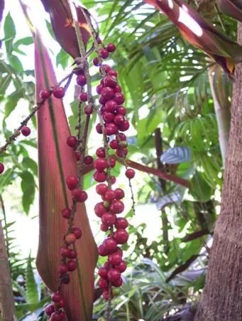 guarana