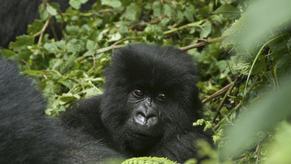 Nevet keresnek a budapesti állatkertben született gorillabébinek – Szavazzon Ön is!
