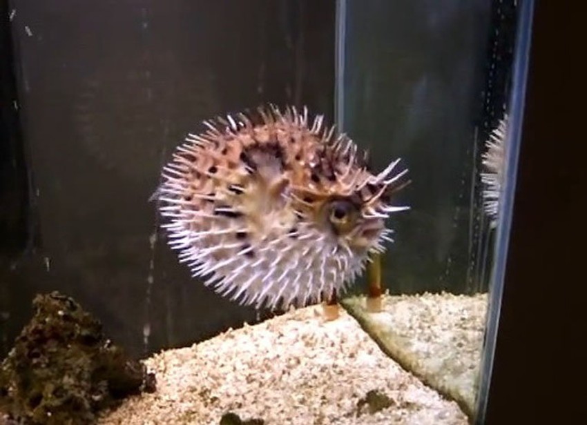 Čovek bi mogao da razvije kljun sličan onom koji ima "pufnasta" riba