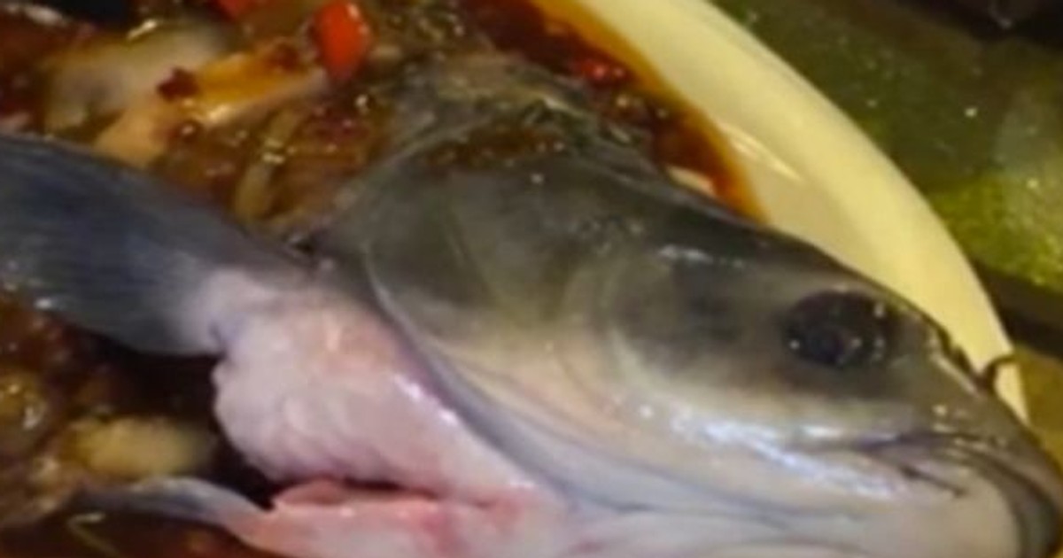 Dead fish back to life' dancing on the plate after it was served