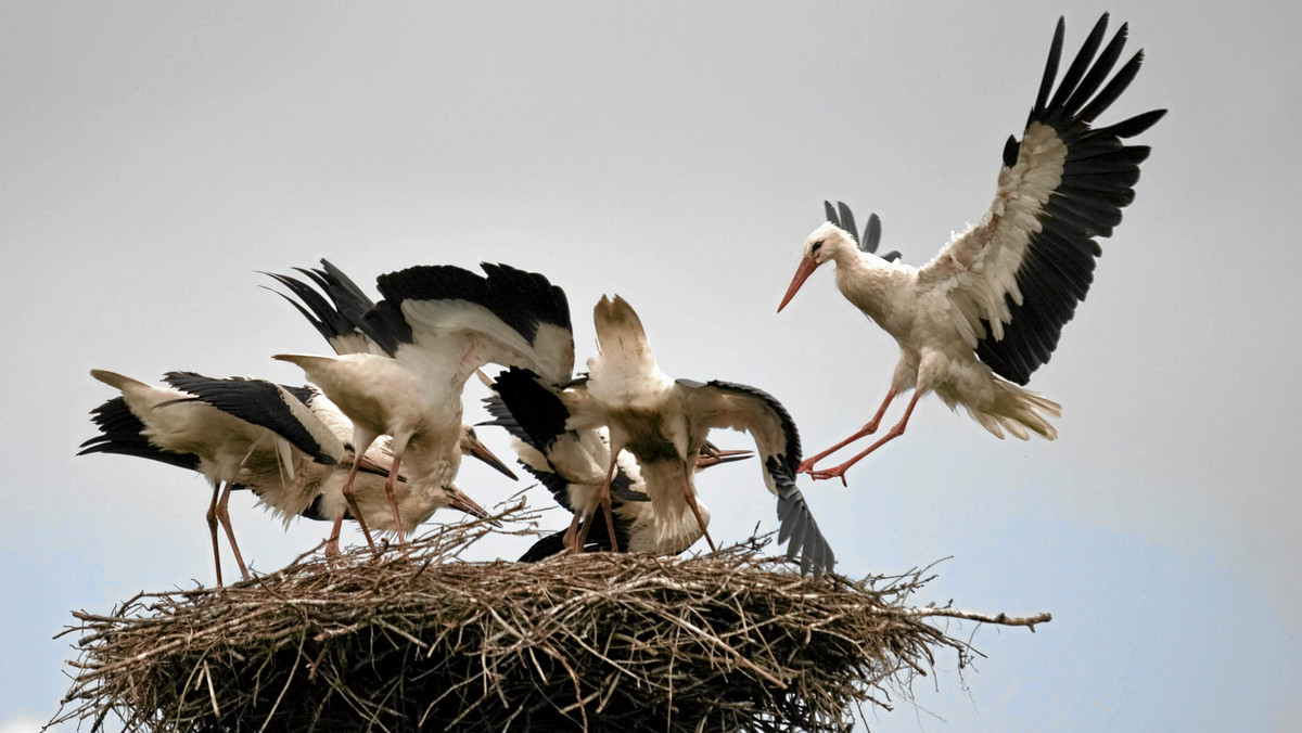 Rekordowa liczba ponad 40 bocianich par zagnieździła się w tym roku w warmińskiej wiosce Żywkowo, gdzie zorganizowano w sobotę Dzień Bociana. Uroczystość jest częścią projektu ochrony populacji tych ptaków, na który przeznaczono 6,5 mln zł ze środków unijnych.
