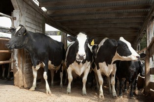 Senacka komisja rolnictwa zajęła się nowelą ustawy o ochronie zwierząt. Będą poprawki
