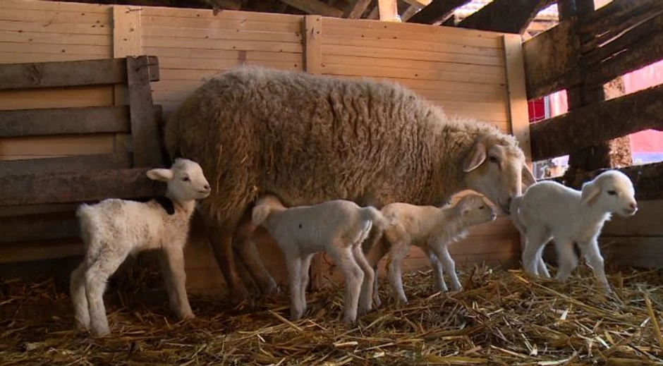 Pred ovogodišnji Uskrs cena jagnjadi niža je od cene prasadi što se retko dešava