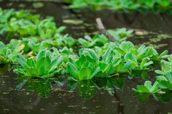 Kara za posiadanie tej popularnej rośliny to 1 mln zł! To nie żart. Trafiła na listę IGO