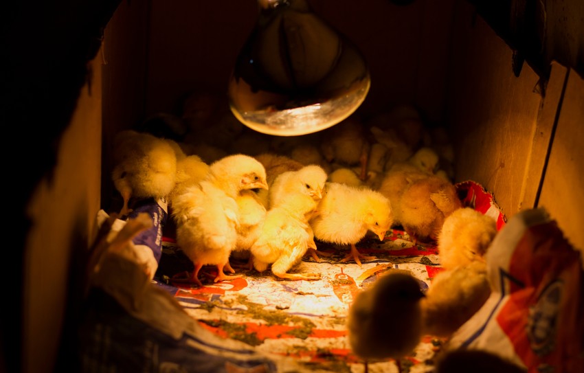 Na planiranim farmama će se proizvoditi milioni pilića