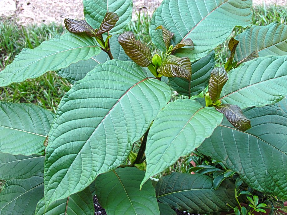 A kratom tree.