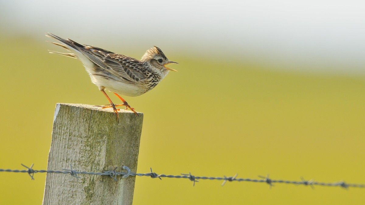 Skylark (Alauda arvensis) perched on a fence post, vocalising, Balranald RSPB reserve, North Uist, Outer Hebrides, Scotland, UK, June. Did you know? The collective noun for a group of Skylarks is an e