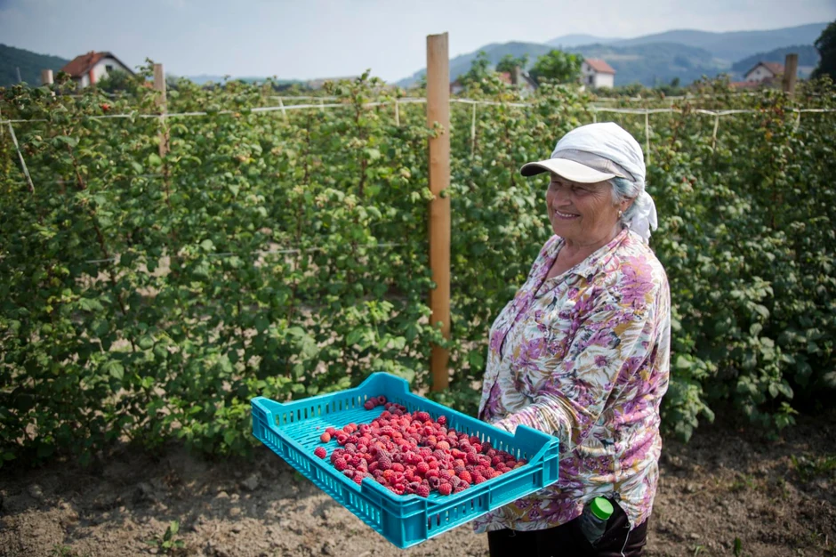 Malinari Arilje ras foto vladimir zivojinovic012 preview
