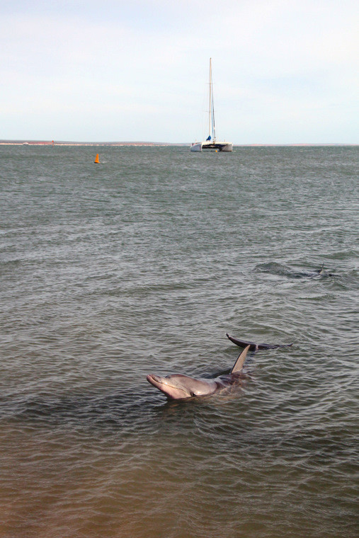 Australijska fauna