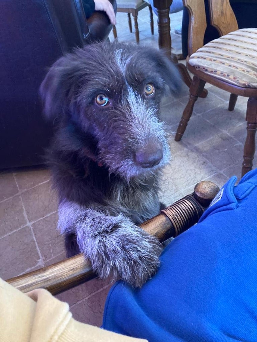 Maza je bila miroljubiv, vakcinisan i čipovan pas