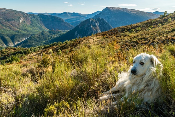 Pirinejski planinski pas