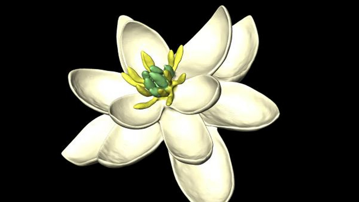 Rośliny kwiatowe (okrytonasienne) pojawiły się na Ziemi ok. 140 mln lat temu. Naukowcom udało się wirtualnie zrekonstruować wygląd skromnego przodka wszystkich kwiatków. Wyniki badań ogłoszono w "Nature Communications".