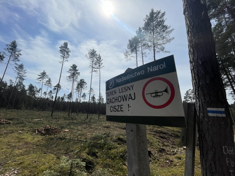 Wycinka na terenie nadleśnictwa Narol fot. Maciej Fijak