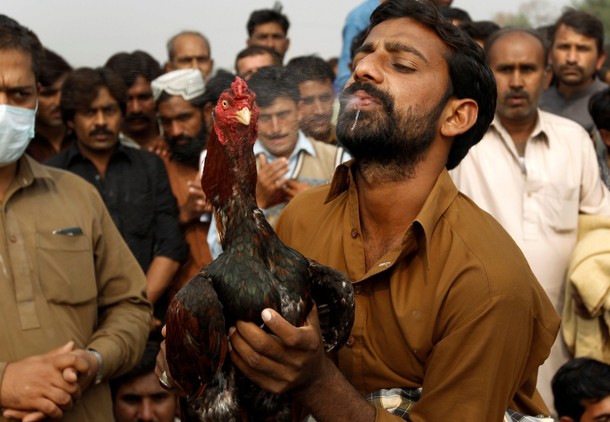 The owner of a rooster sprays water on the head of his bird to help it cool down after a cock fight 