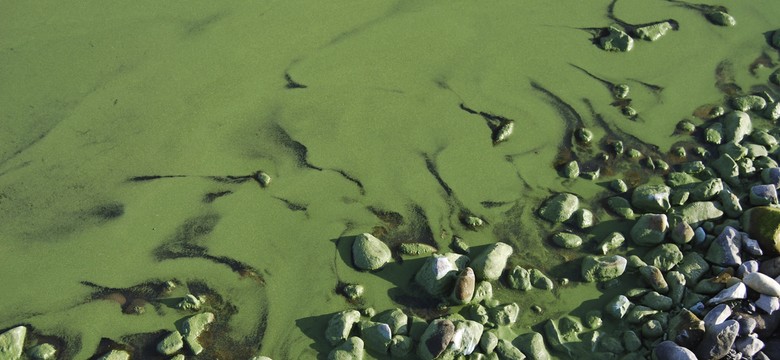 Ocieplenie klimatu im sprzyja. Czy zakwit sinic oznacza niebezpieczeństwo?