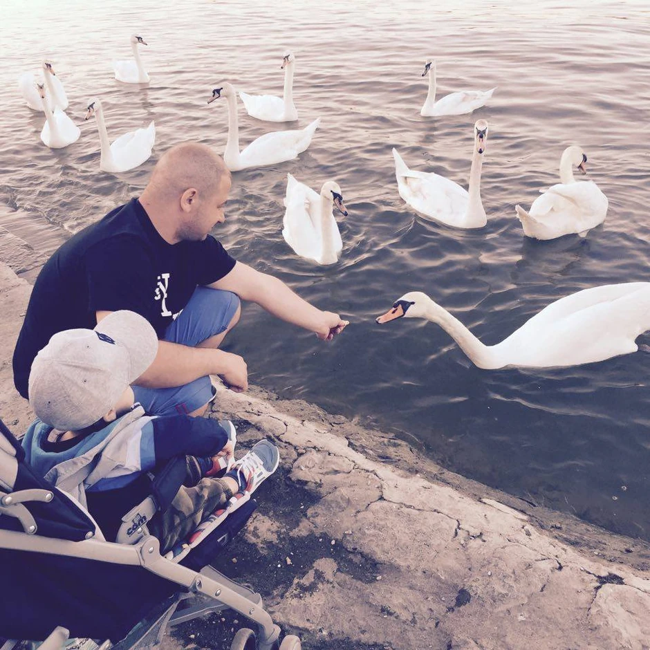 Labudovi na Zemunskom keju