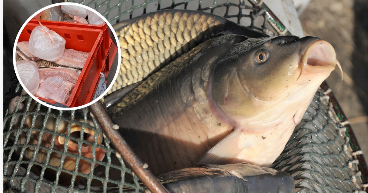 Zaskakujące, co się dzieje z cenami karpia. Wcześniej tak nie było
