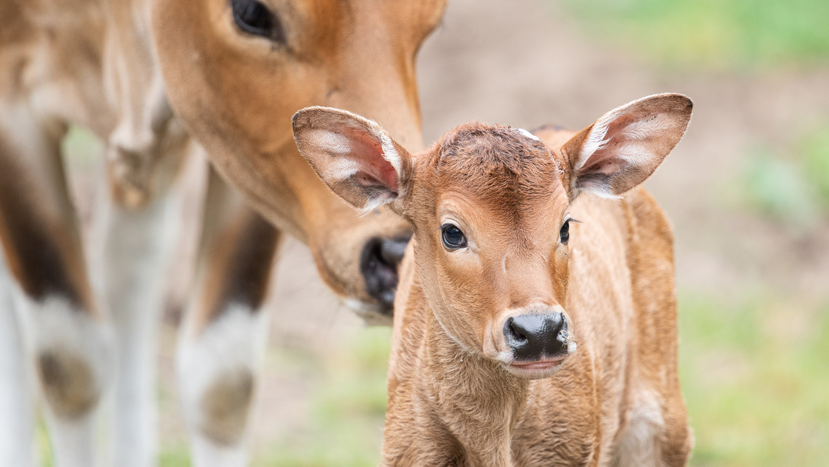 Wrocław: w zoo przyszły na świat jedne z najrzadszych krów świata