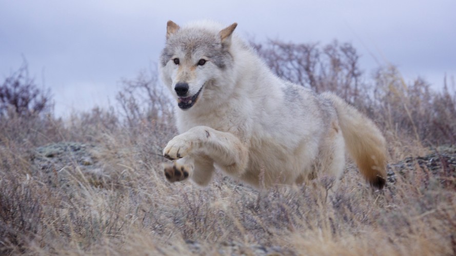 'Dzika Ameryka'. Zdjęcia z nowego serialu Discovery Channel