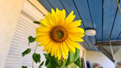 Mają niezwykły urok i mogą rosnąć... w domu i na balkonie! Jak sadzić słoneczniki w doniczce?