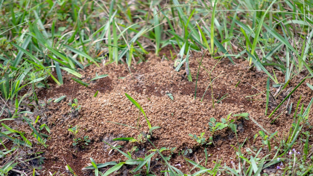 Ako zabrániť vzniku mraveniska na trávniku?