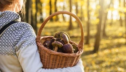 Grzybobranie po deszczu? Wcale nie od razu. Znamy idealny termin na zbiory