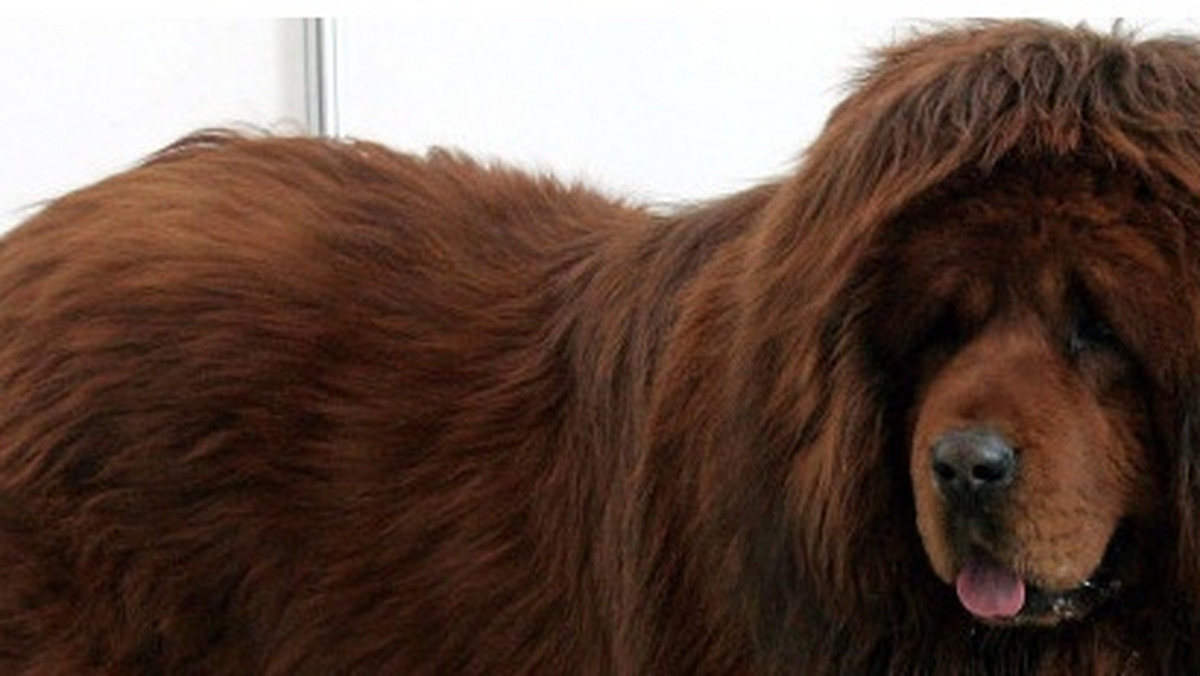 11-miesięczny czerwony mastiff tybetański stał się najdroższym psem na świecie po tym jak został sprzedany w Chinach za ponad 1,5 miliona dolarów - informuje serwis huffingtonpost.com.
