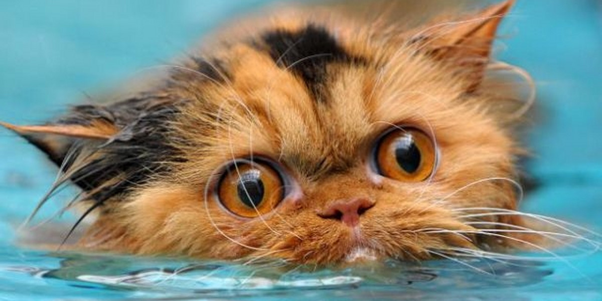 Pływające koty - galeria