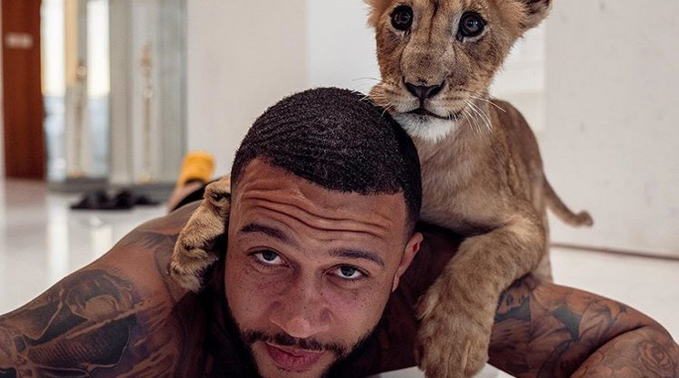 Depay házi kedvence /Fotó: Instagram