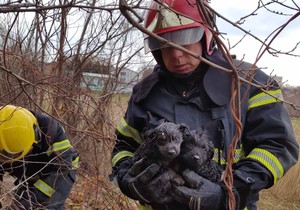 Zrenjaninski vatrogasci spasili dva šteneta iz šahte dubine oko 5 metara