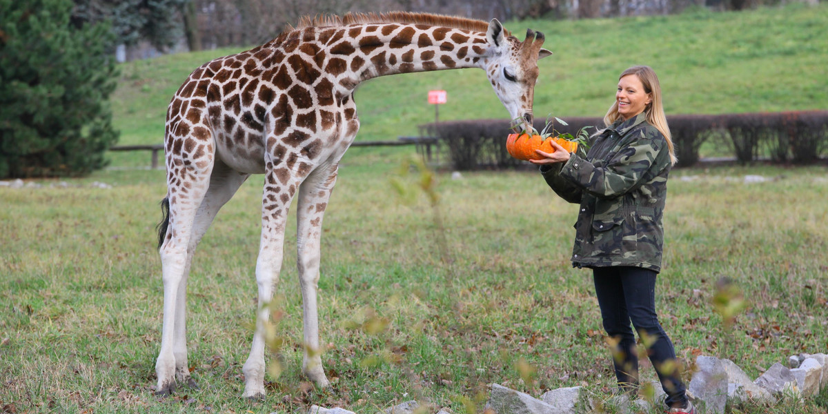 Żyrafek Gortat świetuje pierwsze urodziny!