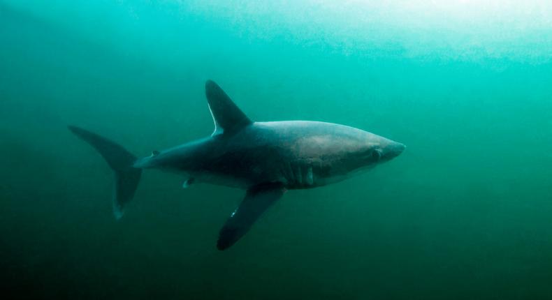 A Porbeagle shark.Getty Images